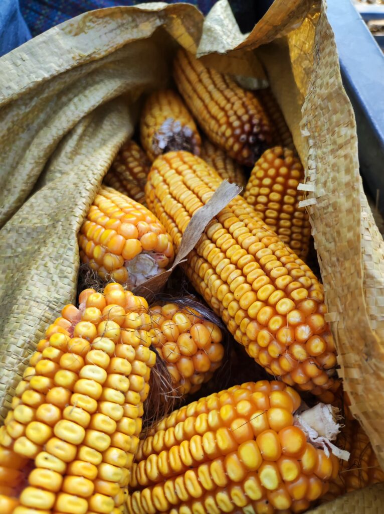 Zbieranie kukurydzy